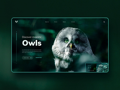 Owls website concept bird birds concept design green nature ui ui ux watch web web design website website design wild