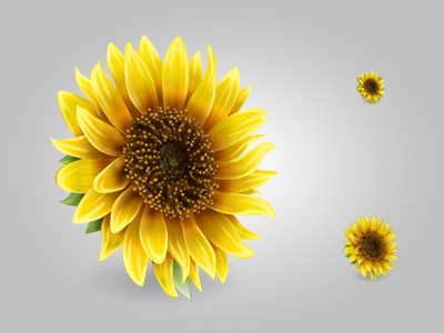 Sunflower icon photoshop sunflower yellow