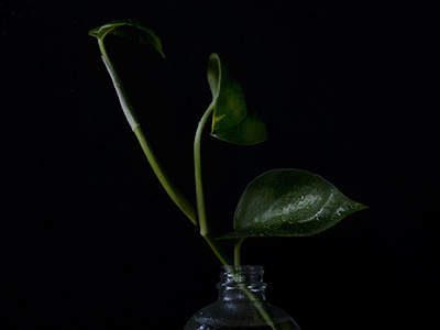 Plants on black black glass lighting photography plants