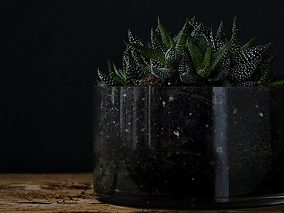 Plants on black 2 black glass lighting natural light photography plants succulent
