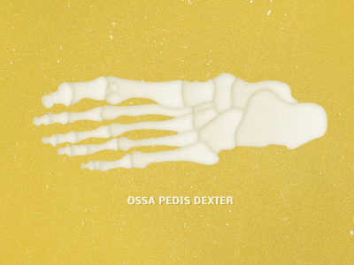 Ossa Pedis Dexter bone foot illustration yellow