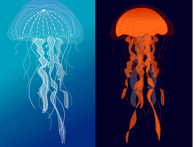 Jellyfish illustration