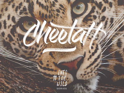 Cheetah Into Wild animals brushlettering brushpen calligraphy cheetah illustration lettering logo script texture
