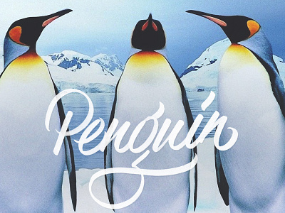Into The Wild | Penguin animals brushlettering brushpen calligraphy illustration lettering logo penguin script texture