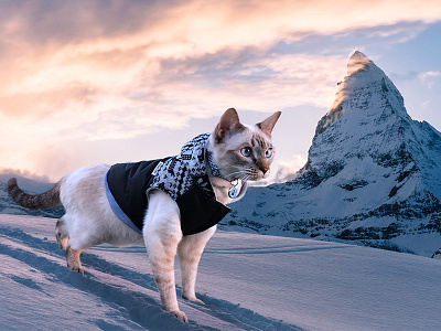 My little snow tiger cat mountain photoshop