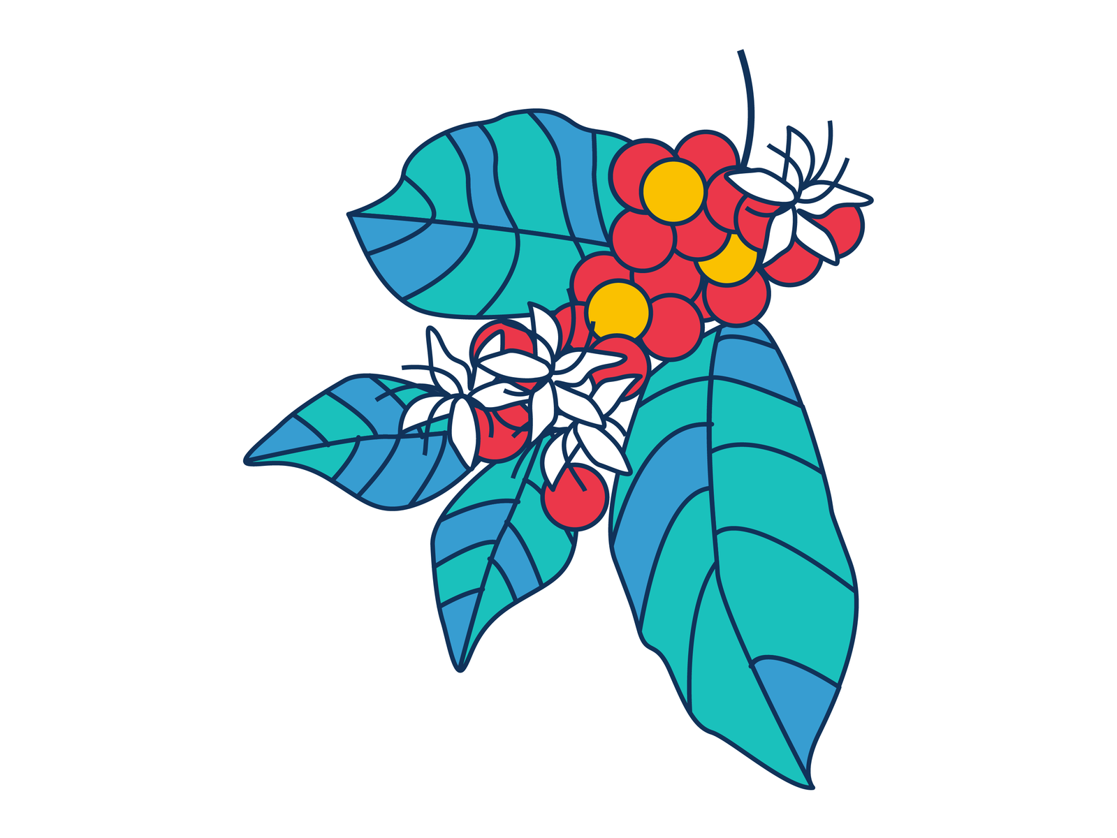 Branch of a Coffee Plant by Jared Kinsella on Dribbble