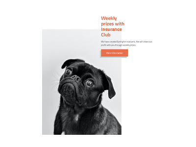 Website Design casual club creative design dog insurance prize