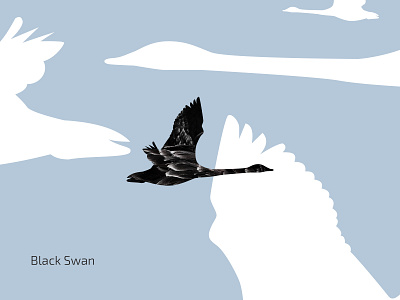 Black Swan bird black fly sky swan