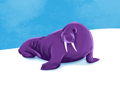 Purple Walrus