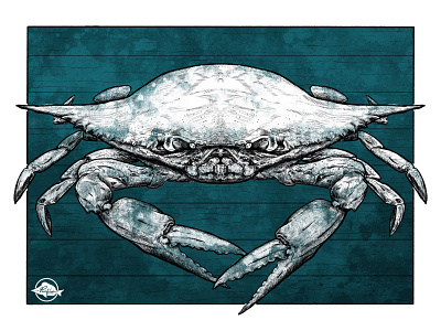 Blue Crab blue crab illustration pen and ink procreate seafood vintage