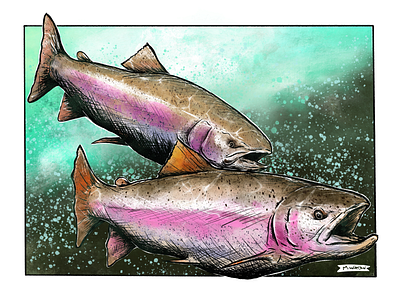 Rainbow Trout fish illustration pen and ink procreate rainbow trout