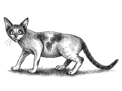 Young Cornish Rex animals animals illustrated cat cat drawing crosshatching drawing drawing ink illustration ink drawing inking