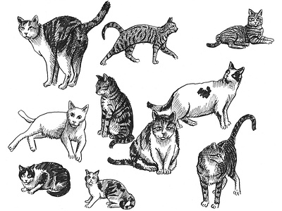 Sketching Cats art black and white cat drawing hand drawn illustration sketch