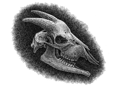 Goat Skull