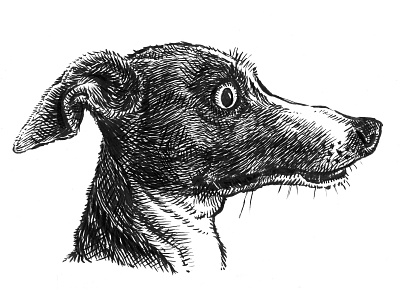 Italian Greyhound animals art artwork black and white dog drawing hand drawn illustration ink