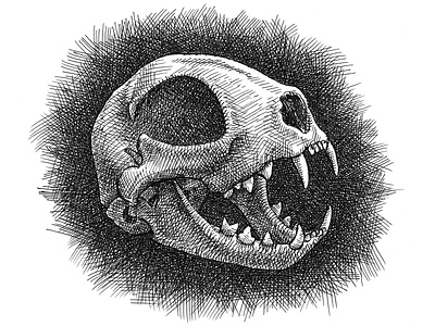 Cat Skull