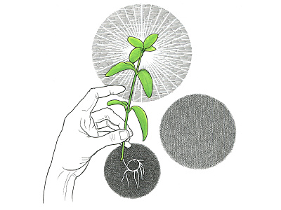 Rooting artist artwork crosshatching drawing gouache hand hand drawn illustration pen and ink plant illustration plants texture