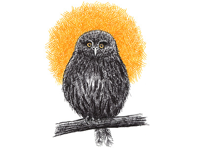 Curious Owl animals art artist artwork bird drawing hand drawn illustration ink owl owl illustration
