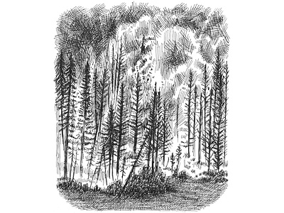 Forest Fire art artist artwork black and white crosshatching drawing hand drawn illustration ink sketch sketching