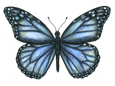 Blue Monarch art artist artwork blue butterfly drawing hand drawn illustration ink insect watercolor