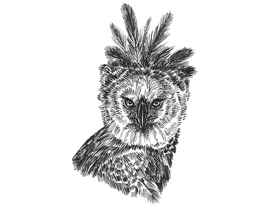 Harpy Eagle Sketch art artist artwork bird drawing eagle hand drawn illustration ink pen and ink sketch