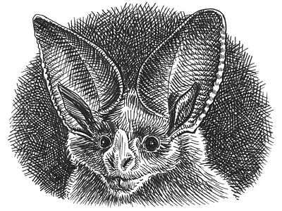 Bat sketch art crosshatching drawing hand drawn illustration ink pen and ink sketch vampire