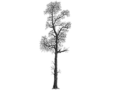 Catalpa Tree art artist artwork drawing hand drawn illustration ink plants tree
