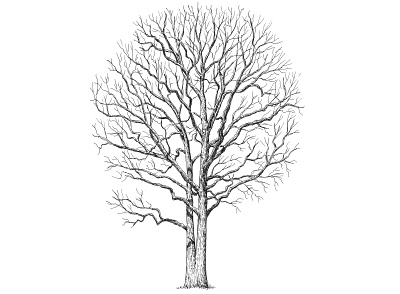 Bare Tree art artist artwork drawing earth hand drawn illustration ink nature plants tree trees