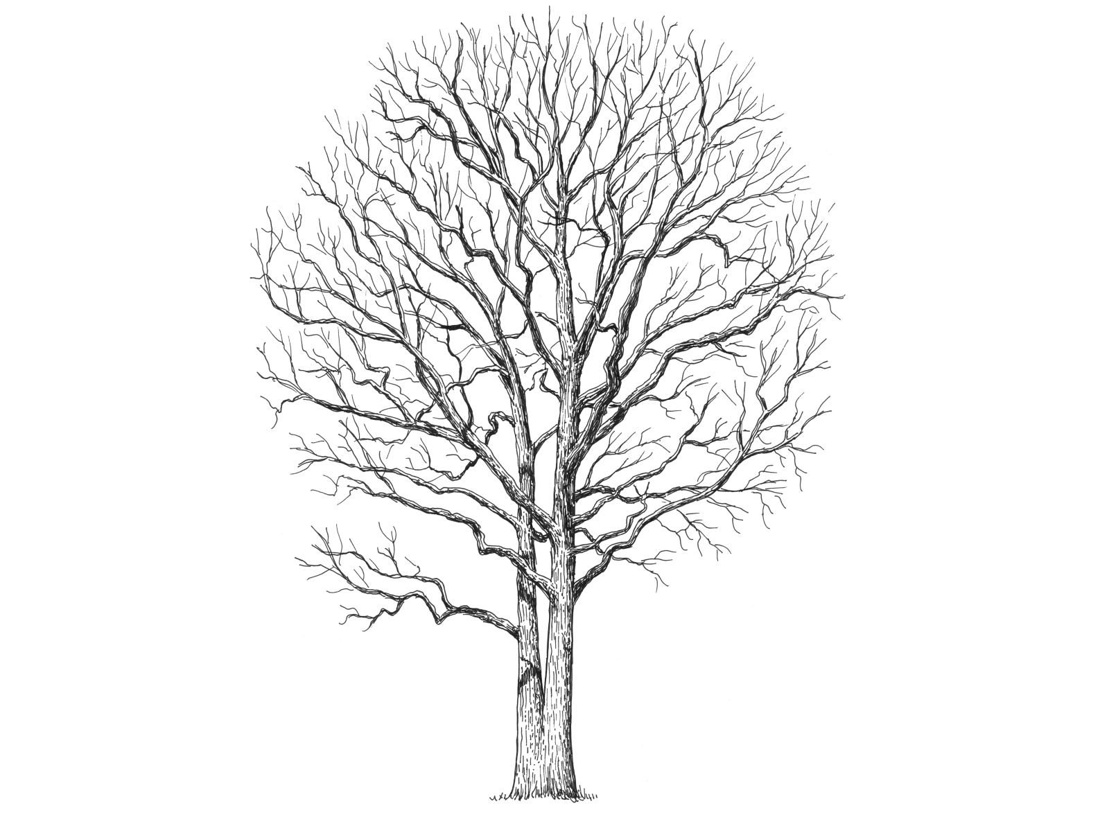 Bare Tree by Landis Blair on Dribbble