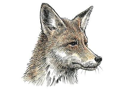Fox animals art artist artwork drawing fox hand drawn illustration ink nature wildlife