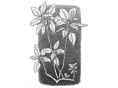 Plant Sketch art artist artwork crosshatching drawing hand drawn houseplant illustration ink leaf leaves plant plants