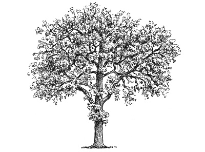 Tree Sketch art artist artwork black and white drawing hand drawn illustration ink nature plants sketch tree trees