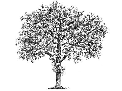 Tree Sketch