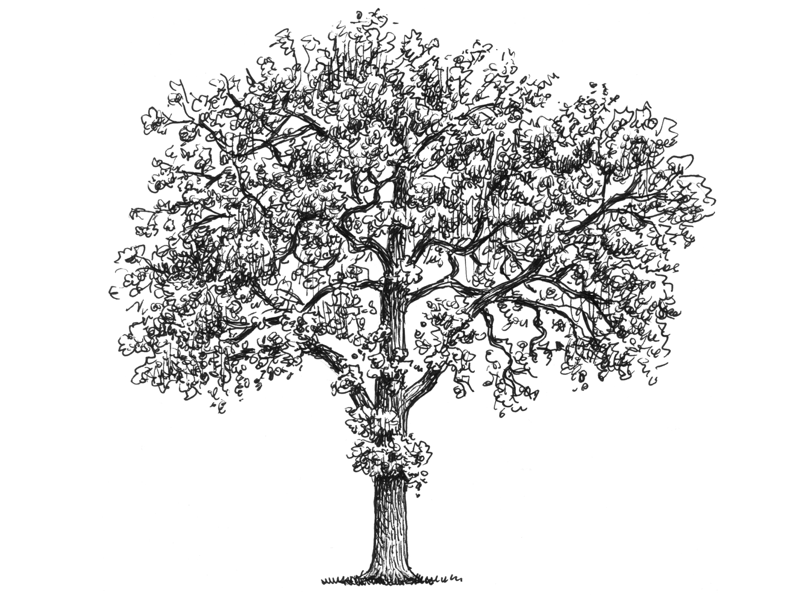 Tree Sketch by Landis Blair on Dribbble