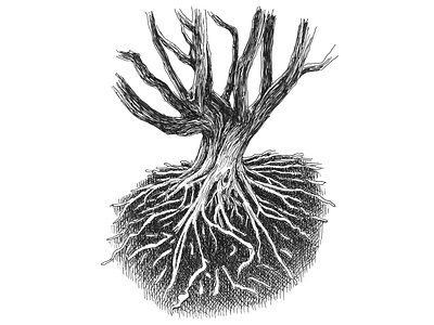 Roots art artist artwork drawing hand drawn illustration ink landscape nature plants roots tree wildlife