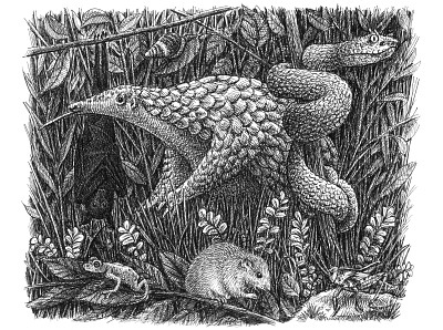 Wildlife animals art artist artwork black and white drawing hand drawn illustration ink pangolin snake wildlife