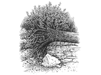 Upturned Stump art artist artwork drawing hand drawn illustration ink nature sketch tree wildlife