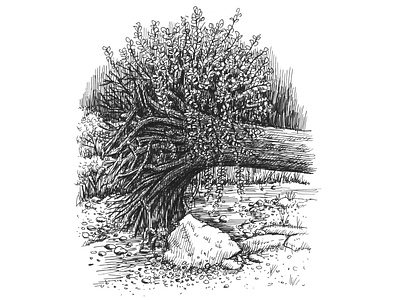 Upturned Stump art artist artwork drawing hand drawn illustration ink nature sketch tree wildlife
