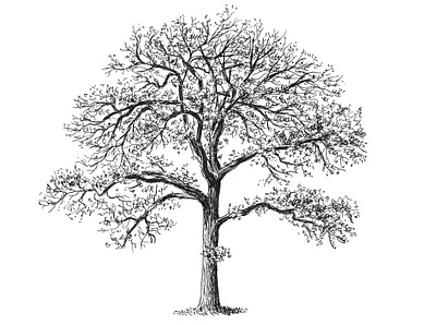 Tree Sketch art artist artwork drawing hand drawn illustration ink plants sketch tree trees