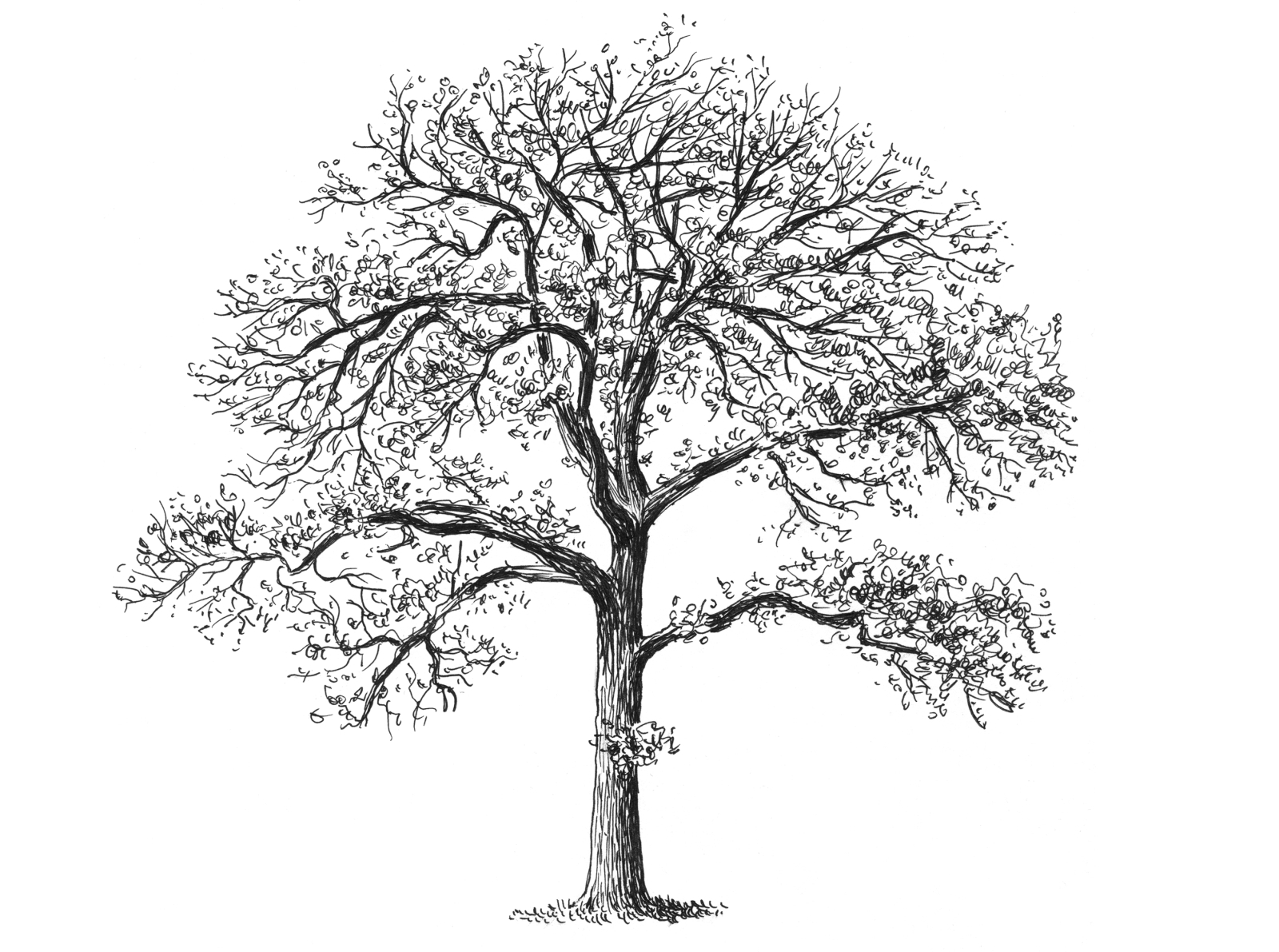 Tree Sketch by Landis Blair on Dribbble