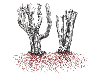 Roots art artist artwork drawing hand drawn illustration ink plants roots sketch stump trees