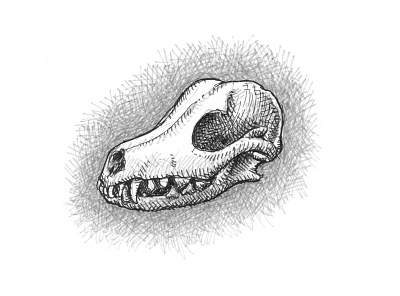 Dog Skull anatomy animal art artist artwork death dog drawing gothic hand drawn horror illustration ink skeleton sketch skull spooky