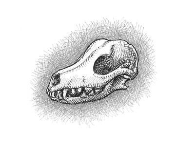 Dog Skull anatomy animal art artist artwork death dog drawing gothic hand drawn horror illustration ink skeleton sketch skull spooky