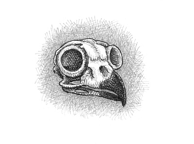 Owl Skull anatomy art artist artwork bird drawing hand drawn illustration ink medical illustration owl science sketch skull