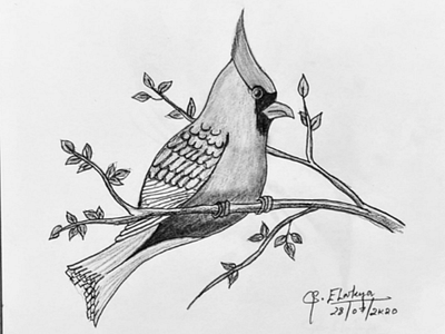 Bird bird drawing nature pencil sketch