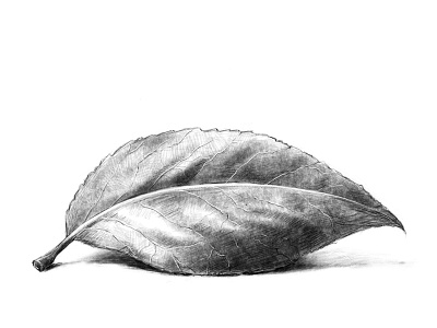 Leaf black and white drawing foliage natural nature pencil plant plant illustration sketch wacom