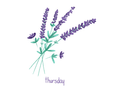 Thursday flowers lavender plants thursday week