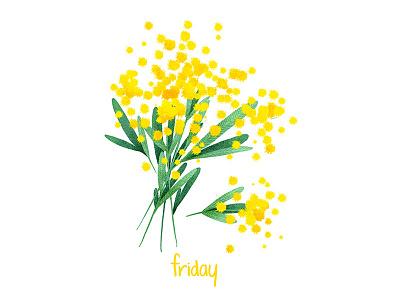 Wednesday flower illustration mimosa wednesday week