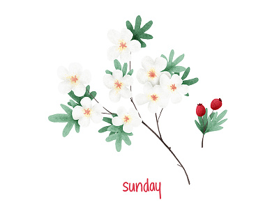 Sunday challenge drawing flowers hawthorn illustration week