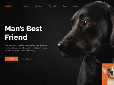 Pet adoption hero page heropage minimal design minimaldesign pet adoption app pet landing page uidesign